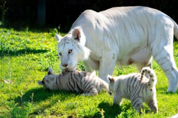 Tigres blancos Sendaviva